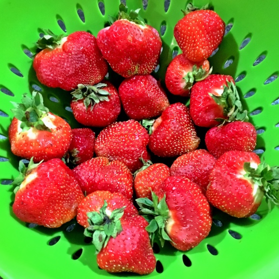 A colander full of large strawberries 
